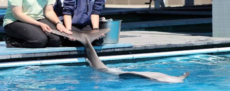 Ausbildungsprogramm Delfin Training & Pflege