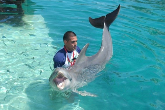 bali dolphin trainer