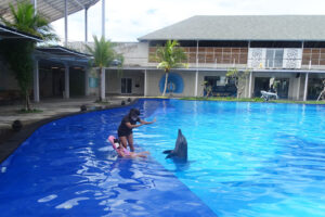 bali dolphin therapy session kelly